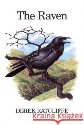 The Raven : A Natural History in Britain and Ireland Derek Ratcliffe 9780856610905 Princeton University Press - książka