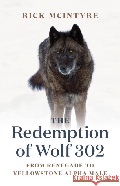 The Redemption of Wolf 302: From Renegade to Yellowstone Alpha Male Rick McIntyre 9781778400759 Greystone Books,Canada - książka