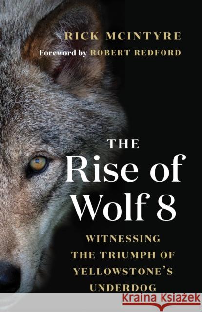 The Rise of Wolf 8: Witnessing the Triumph of Yellowstone's Underdog  9781771647809 Greystone Books,Canada - książka