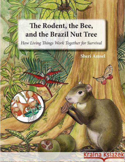 The Rodent, the Bee, and the Brazil Nut Tree: How Living Things Work Together for Survival Sheri Amsel 9781632333223 Eifrig Publishing - książka