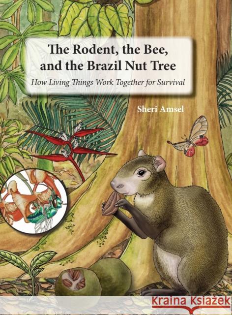 The Rodent, the Bee, and the Brazil Nut Tree: How Living Things Work Together for Survival Sheri Amsel 9781632333230 Eifrig Publishing - książka