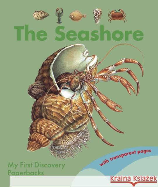 The Seashore  9781851037650 Moonlight Publishing Ltd - książka