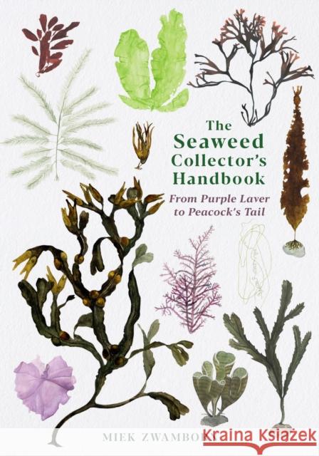 The Seaweed Collector's Handbook: From Purple Laver to Peacock’s Tail Miek Zwamborn 9781788165471 Profile Books Ltd - książka