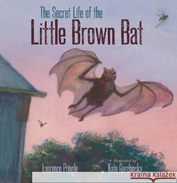 The Secret Life of the Little Brown Bat Laurence Pringle Kate Garchinsky 9781629796017 Boyds Mills Press - książka