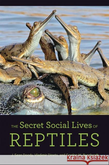 The Secret Social Lives of Reptiles J. Sean Doody Vladimir Dinets Gordon M. Burghardt 9781421440675 Johns Hopkins University Press - książka