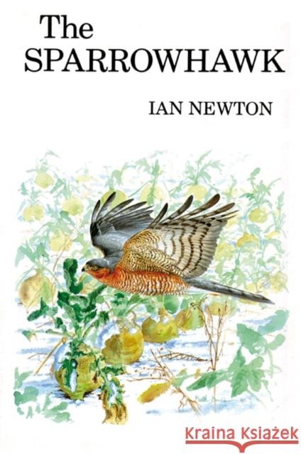 The Sparrowhawk Ian Newton 9781408138342 Bloomsbury Publishing PLC - książka