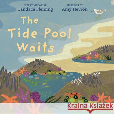 The Tide Pool Waits Candace Fleming Amy Hevron 9780823449156 Neal Porter Books - książka