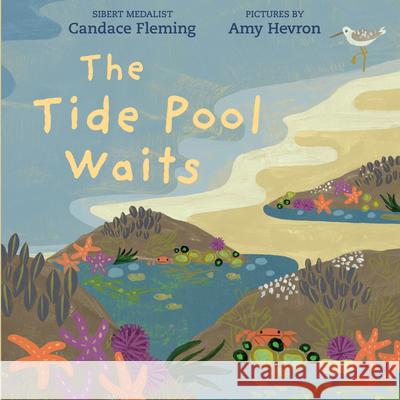 The Tide Pool Waits Candace Fleming Amy Hevron 9780823459988 Neal Porter Books - książka