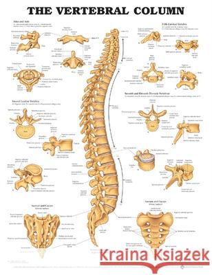 The Vertebral Column Anatomical Chart   9781587792113  - książka