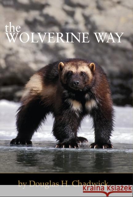 The Wolverine Way  9780980122749 Patagonia Inc - książka