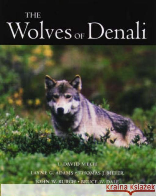 The Wolves of Denali Mech, L. David 9780816629596 University of Minnesota Press - książka