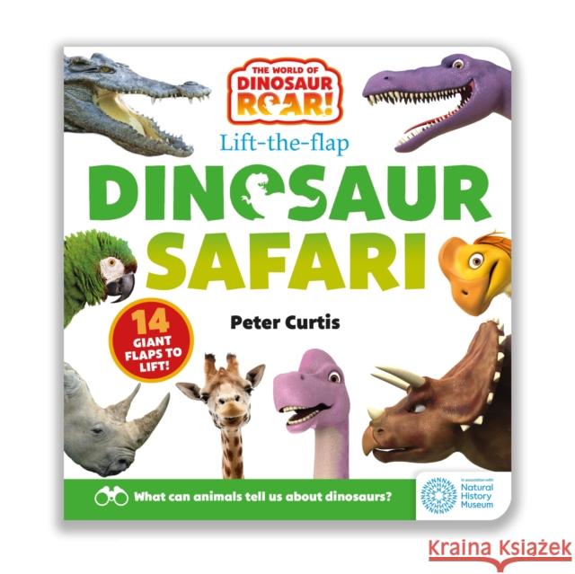 The World of Dinosaur Roar!: Dinosaur Safari: A Lift-the-Flap Book Peter Curtis 9781408372869 Hachette Children's Group - książka