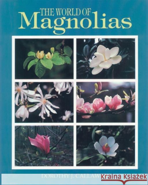 The World of Magnolias Dorothy J. Callaway 9781604692266 Timber Press (OR) - książka