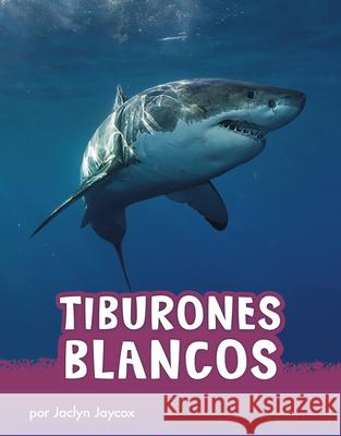 Tiburones Blancos Jaclyn Jaycox 9781977125507 Pebble Books - książka