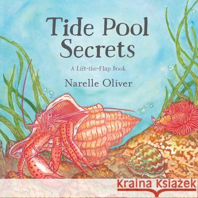 Tide Pool Secrets Narelle Oliver Narelle Oliver 9780763691592 Candlewick Press (MA) - książka