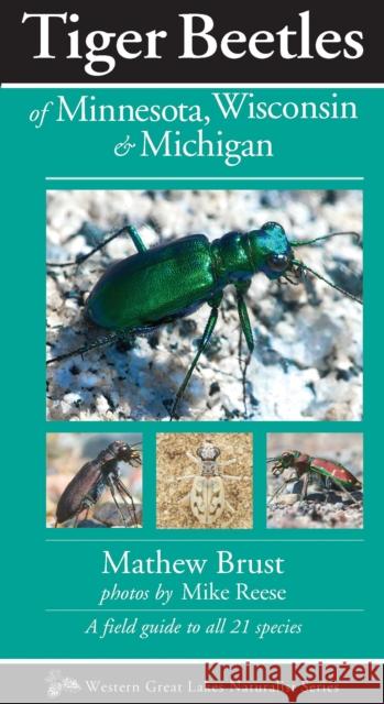 Tiger Beetles of Minnesota, Wisconsin & Michigan Mathew Brust Mike Reese 9781936571123 Kollath-Stensaas Publishing - książka