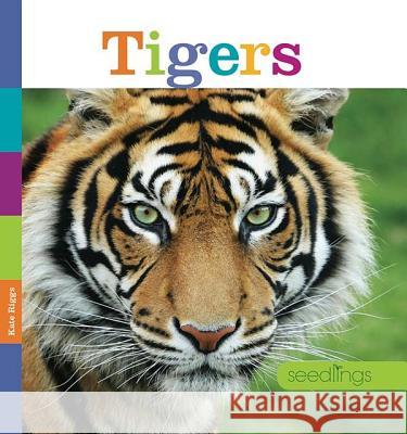 Tigers Kate Riggs 9780898128895 Creative Paperbacks - książka