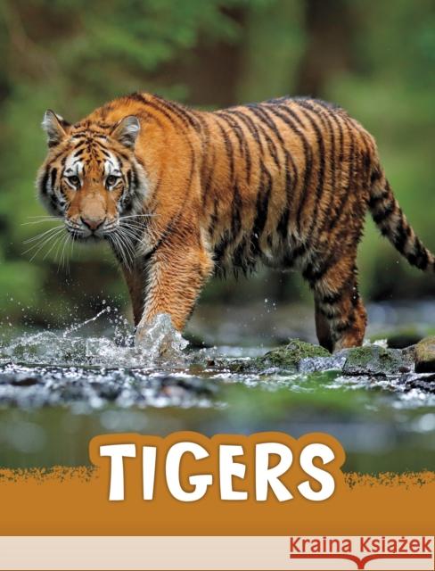 Tigers Jaclyn Jaycox 9781398224995 Capstone Global Library Ltd - książka
