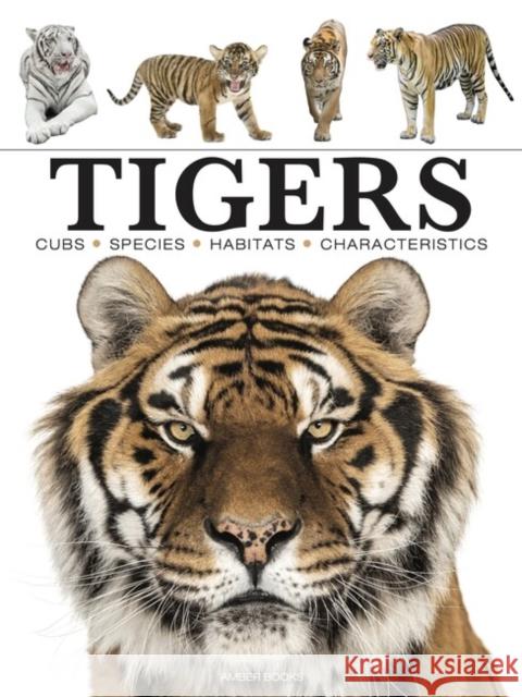 Tigers Paula Hammond 9781838862602 Amber Books Ltd - książka