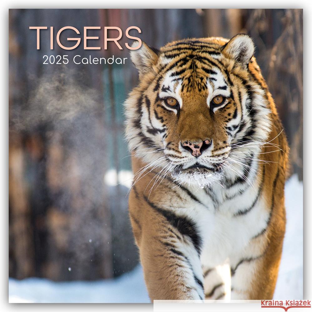 Tigers - Tiger 2025 - 16-Monatskalender The Gifted Stationery Co. Ltd 9781835362280 Flechsig - książka