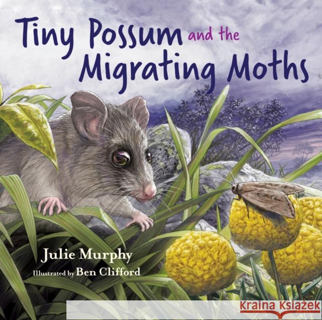 Tiny Possum and the Migrating Moths Julie Murphy 9781486314621 CSIRO Publishing - książka