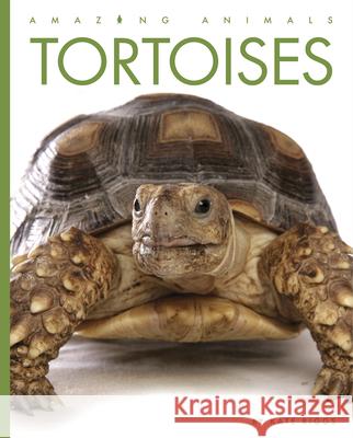 Tortoises Kate Riggs 9781682771099 Creative Paperbacks - książka