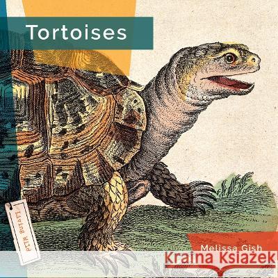 Tortoises Melissa Gish 9781682771679 Creative Paperbacks - książka