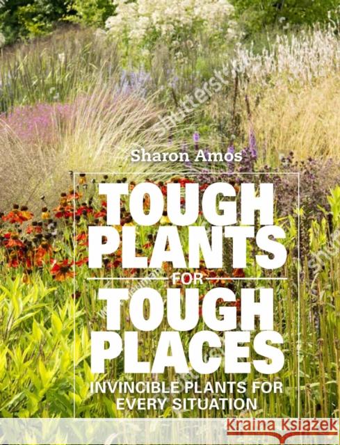 Tough Plants for Tough Places: Invincible Plants for Every Situation Sharon Amos 9781914902017 Gemini Books Group Ltd - książka