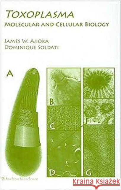 Toxoplasma: Molecular and Cellular Biology Ajioka, James W. 9781904933342 Routledge - książka
