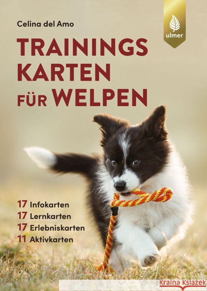 Trainingskarten für Welpen Amo, Celina del 9783818613136 Verlag Eugen Ulmer - książka