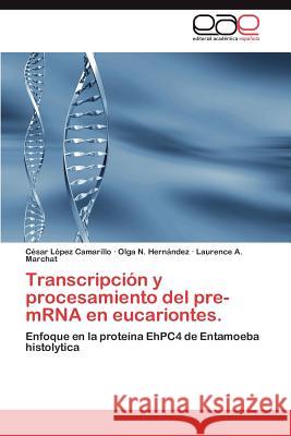 Transcripcion y Procesamiento del Pre-Mrna En Eucariontes. C. Sar L Olga N. Her Laurence A. Marchat 9783848477661 Editorial Acad Mica Espa Ola - książka