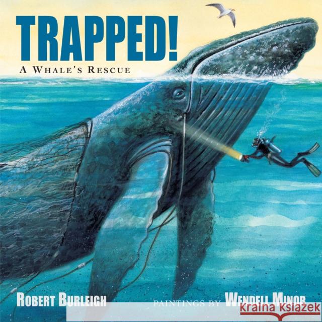 Trapped!: A Whale's Rescue Wendell Minor 9781580895590 Charlesbridge Publishing,U.S. - książka