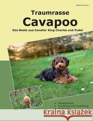 Traumrasse Cavapoo: Das Beste aus Cavalier King Charles Spaniel und Pudel Melanie Reimers 9783695741151 Bod - Books on Demand - książka