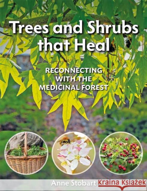 Trees and Shrubs that Heal: Reconnecting With The Medicinal Forest Anne Stobart 9781856232623 Permanent Publications - książka