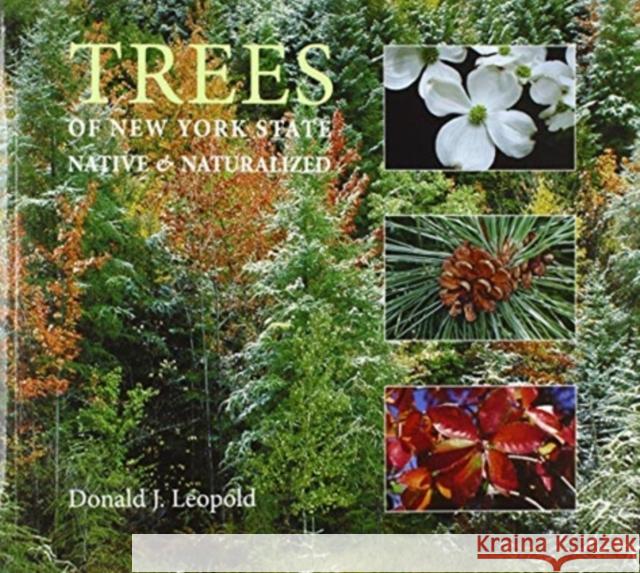 Trees of New York State: Native and Naturalized Donald Leopold 9780815611318 Syracuse University Press - książka