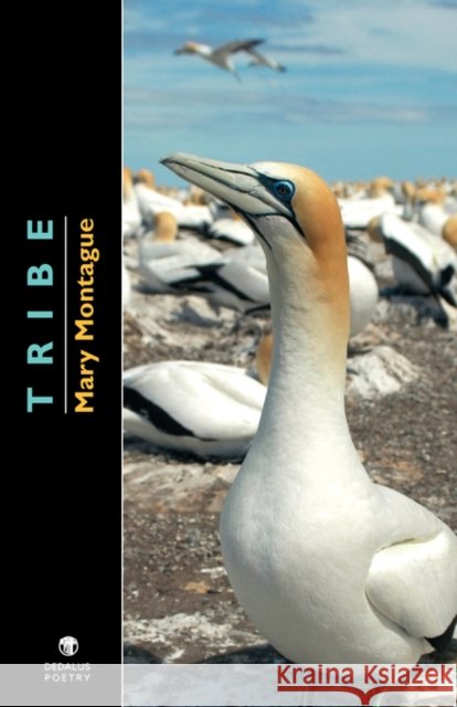Tribe Mary Montague 9781904556770 Dedalus Press - książka