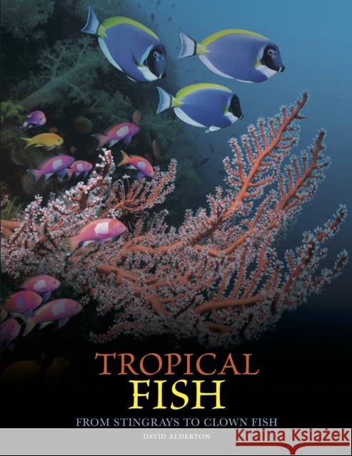 Tropical Fish: From Stingrays to Clown Fish David Alderton 9781838865511 Amber Books - książka