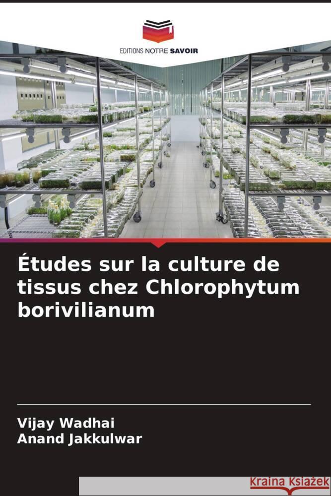 ?tudes sur la culture de tissus chez Chlorophytum borivilianum Vijay Wadhai Anand Jakkulwar 9786207177646 Editions Notre Savoir - książka