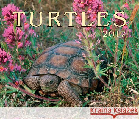 Turtles 2017 Firefly Books 9781770856806 Firefly Books Ltd - książka
