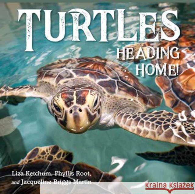 Turtles Heading Home! Jacqueline Martin 9781623545864 Charlesbridge Publishing,U.S. - książka