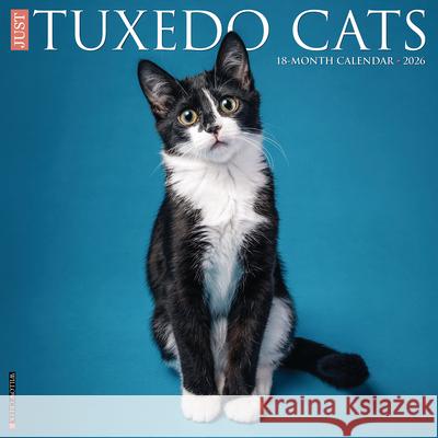 Tuxedo Cats 2026 12 X 12 Wall Calendar Willow Creek Press 9781549253034 Wlcp - książka