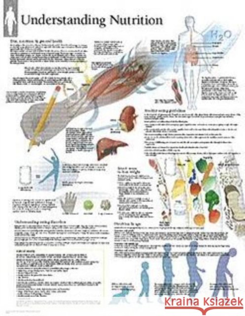 Understanding Nutrition Laminated Poster Scientific Publishing 9781932922141 Scientific Publishing - książka