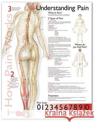 Understanding Pain Anatomical Chart  Anatomical Chart Company 9781587799839  - książka