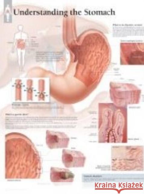 Understanding Stomach Chart: Wall Chart Various 9781932922240 Scientific Publishing, Ltd - książka