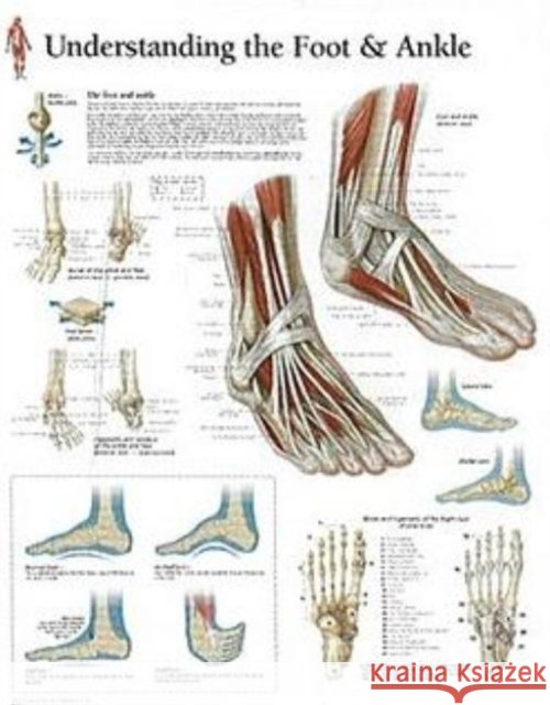 Understanding the Foot & Ankle Laminated Poster  9781930633735 SCIENTIFIC PUBLISHING - książka
