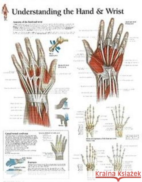 Understanding the Hand & Wrist Laminated Poster Scientific Publishing 9781930633759 Scientific Publishing Limited - książka