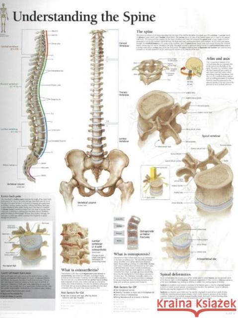 Understanding the Spine Laminated Poster  9781930633773 SCIENTIFIC PUBLISHING - książka