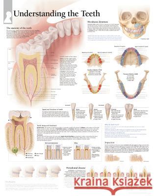 Understanding the Teeth Laminated Poster Scientific Publishing 9781930633896 Scientific Publishing Limited - książka
