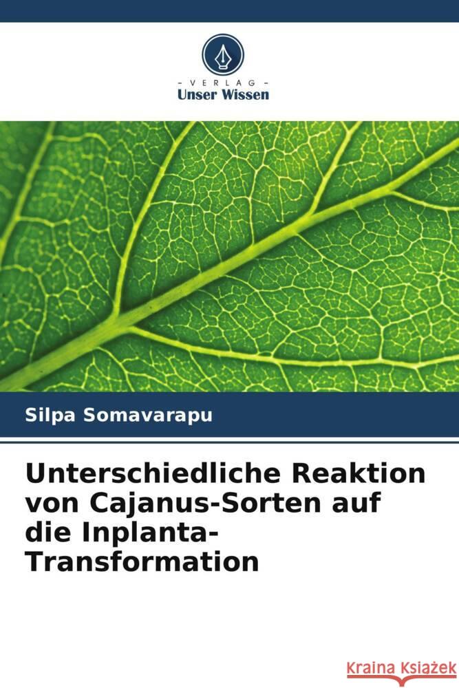 Unterschiedliche Reaktion von Cajanus-Sorten auf die Inplanta-Transformation Silpa Somavarapu 9786208035532 Verlag Unser Wissen - książka
