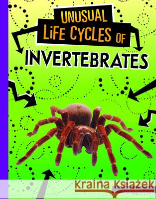 Unusual Life Cycles of Invertebrates Jaclyn Jaycox 9781496696991 Capstone Press - książka